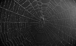 Kurumsal cihazları hedef alan zararlı yazılımların %53’ü veri çalıyor!