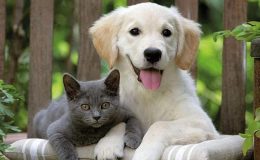 Torbalı’da patilerin festivali yapılacak