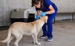 Yılın ilk 6 ayında İzmir’deki barınaklardan 500 köpek sahiplendirildi